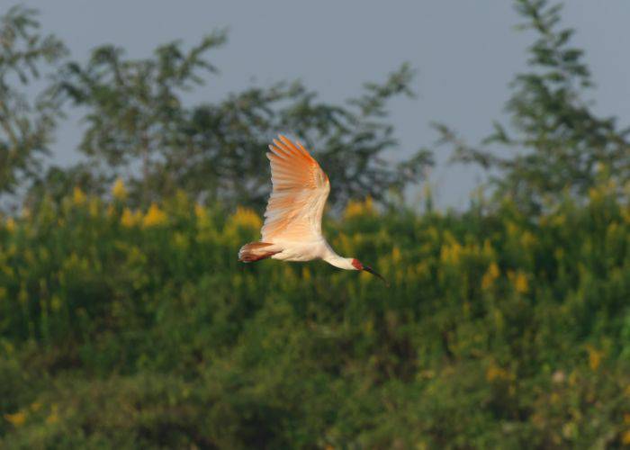 A Japanese crested ibis in mid-flight, its red head and wings eye-catching against its white plumage.